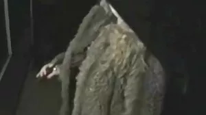 فرقعة طويلة الساقين مع المحافظ كيلسي مونرو من أمريكا الشقية سكس سوري بس
