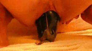 عمل الحلق العميق مع اجمل كس سوري كلودين الساخنة من Jules Jordan