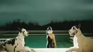ماضي كولينز
